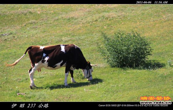 伊犁环线 (323).jpg