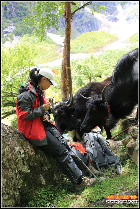 牦牛跟女儿抢午饭！