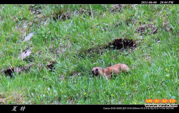 伊犁环线 (454).jpg