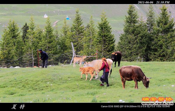 伊犁环线 (478).jpg