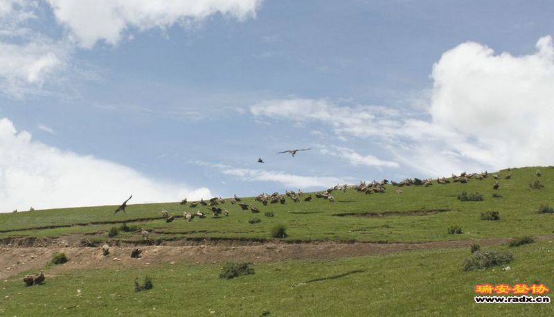 秃鹫-神的使者闻讯赶来