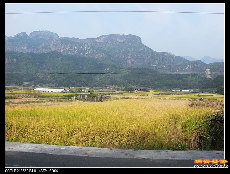 远山在呼唤：稻谷飘香。