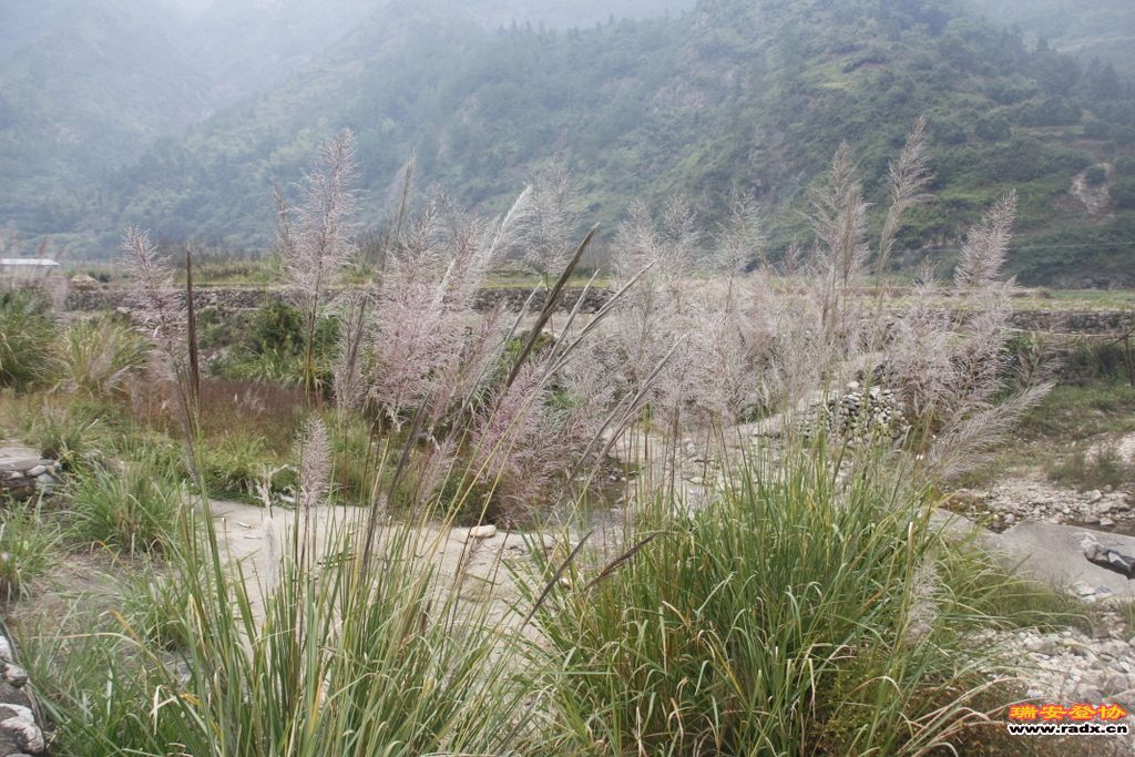 _MG_8795.JPG