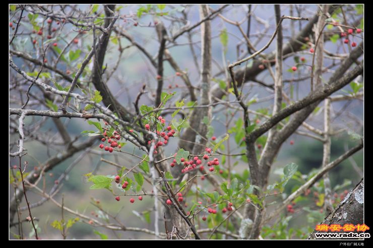 徽杭古道 250.jpg