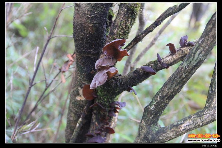 徽杭古道 279.jpg