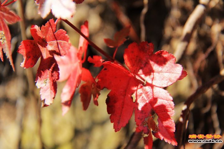 IMG_6147.jpg