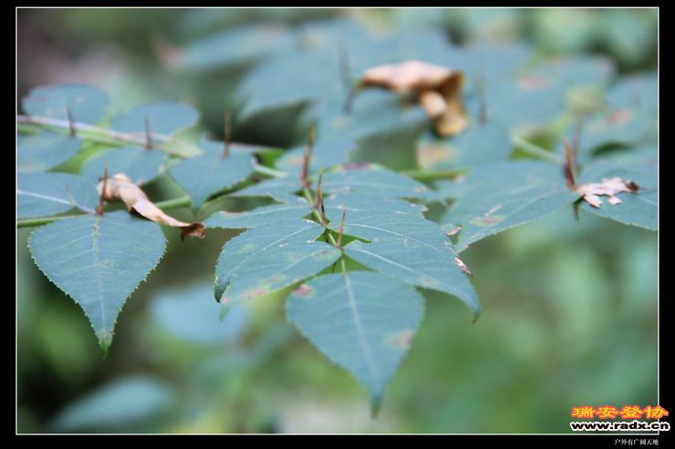 与仙同游 071.jpg