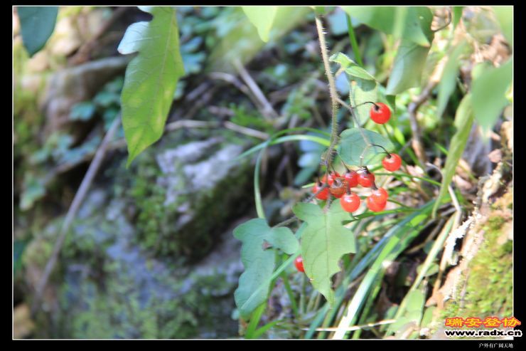 与仙同游 079.jpg