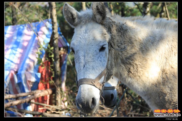 与仙同游 194.jpg