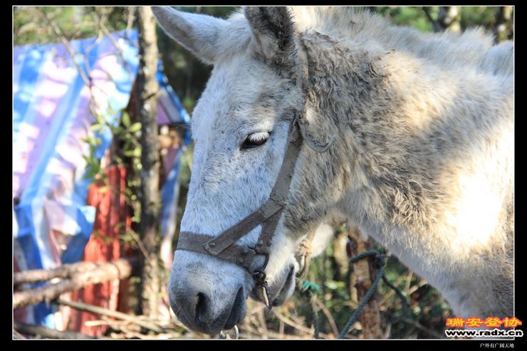 与仙同游 193.jpg