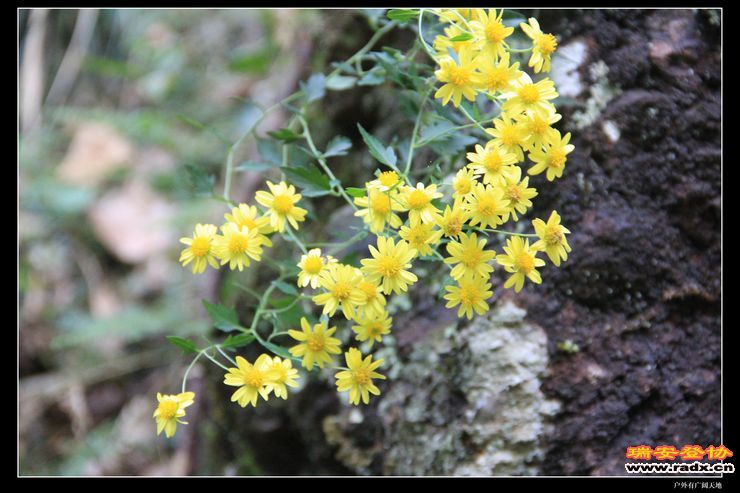 与仙同游 281.jpg