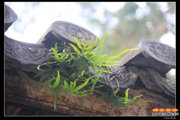 与仙同游 410.jpg