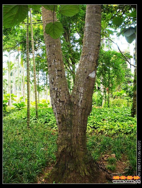 难得一见的丫字型的椰树。