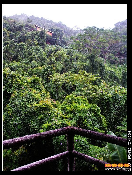 真正的热带雨林