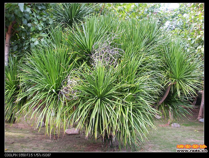 江泽民种的龙血树