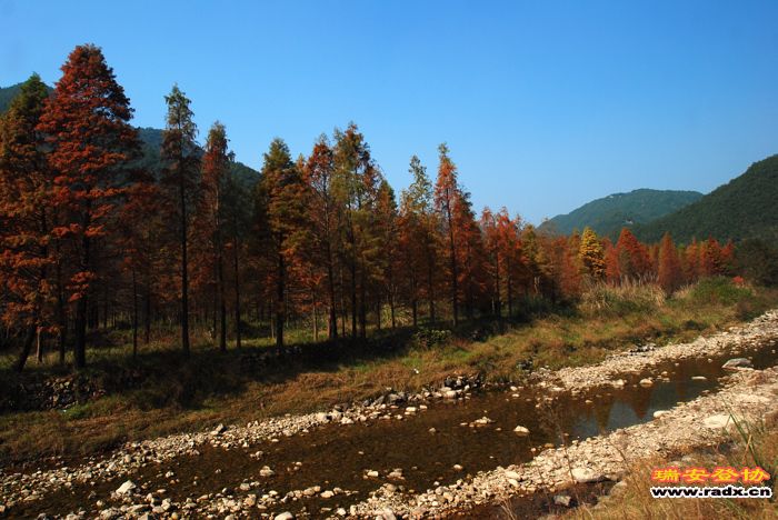 红衫林1.jpg