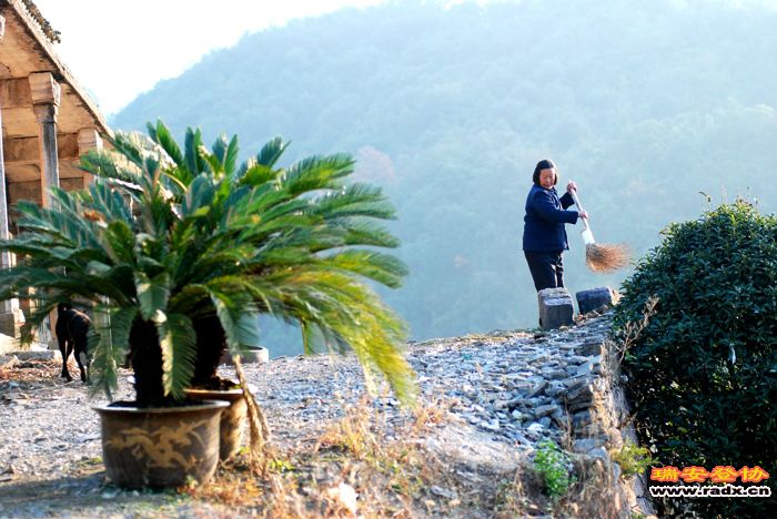 清晨，忙碌的农村大妈.jpg