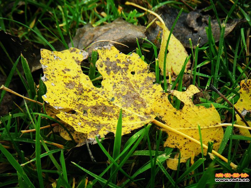 nEO_IMG_荷兰的天空 028.jpg