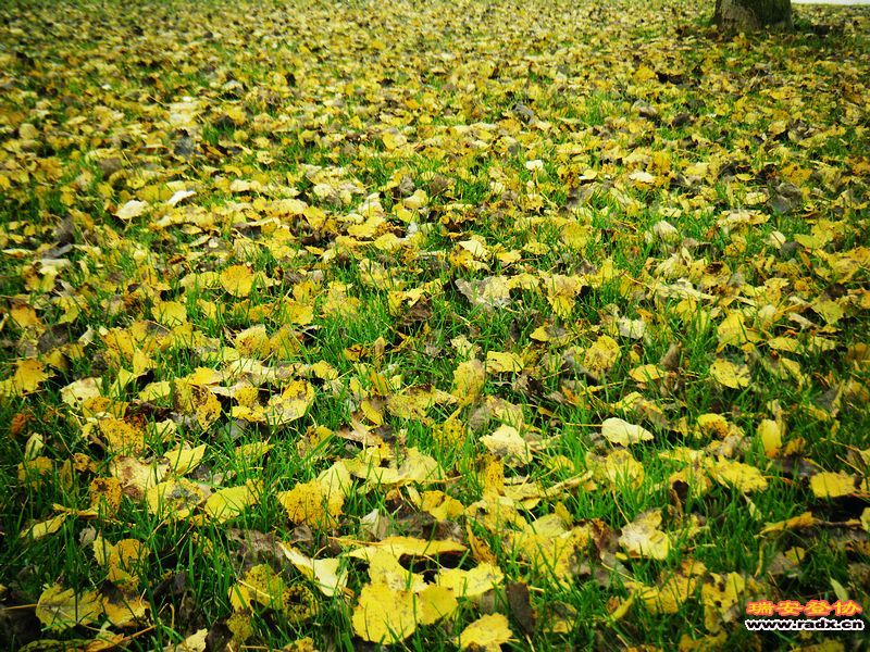 nEO_IMG_荷兰的天空 029.jpg