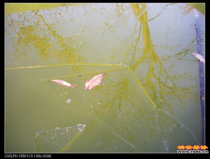 冰，冻得很厚。