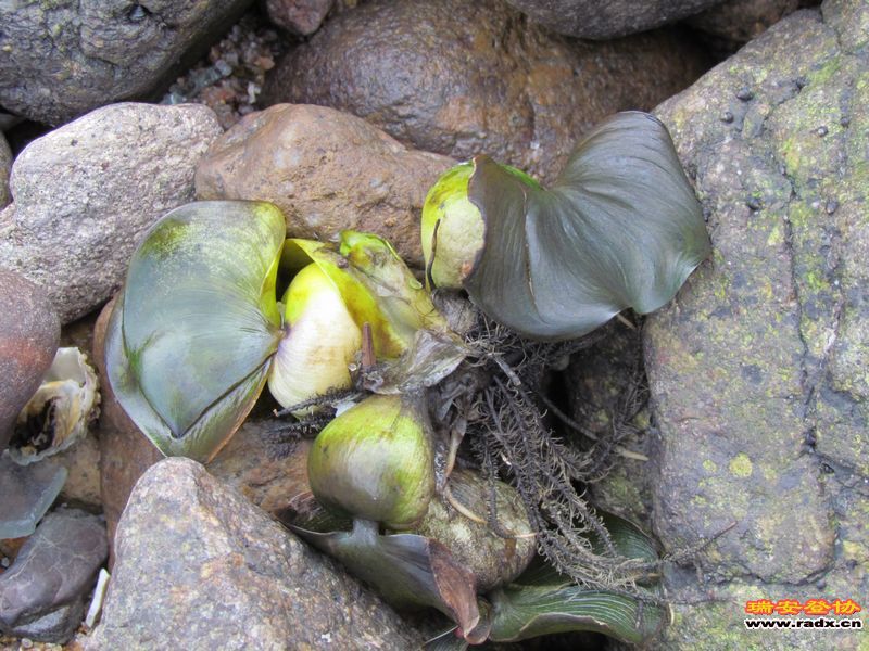 nEO_IMG_课本剧 234.jpg