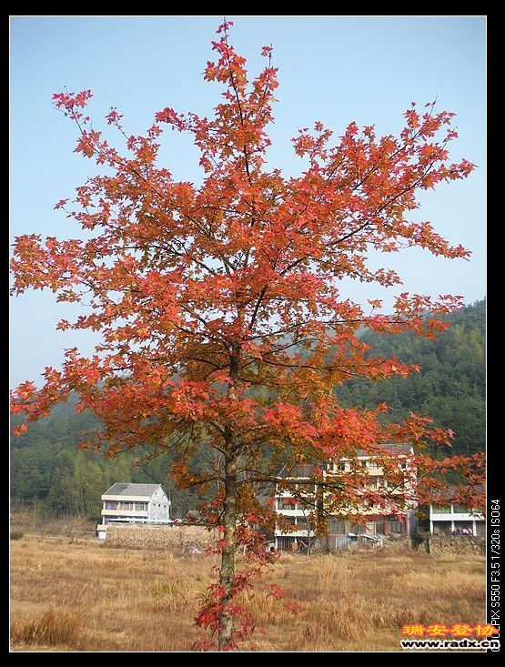 美丽的红枫。