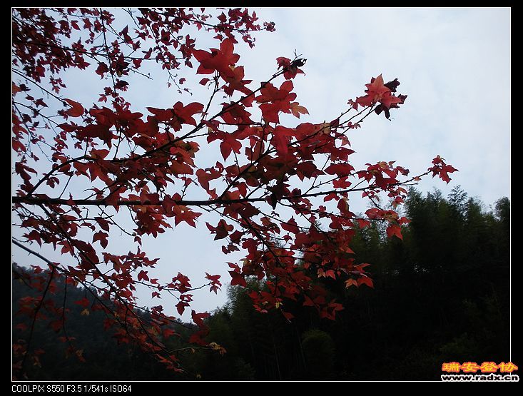 红得让人心醉神往